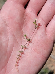 Bolander's linanthus (Leptosiphon bolanderi)