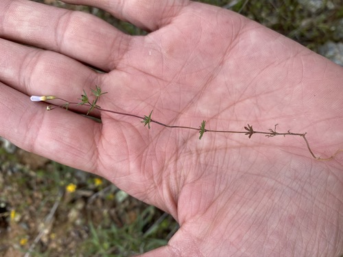 Bolander's linanthus (Leptosiphon bolanderi)