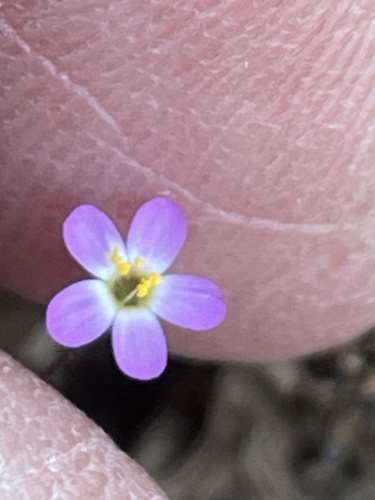 Bolander's linanthus (Leptosiphon bolanderi)