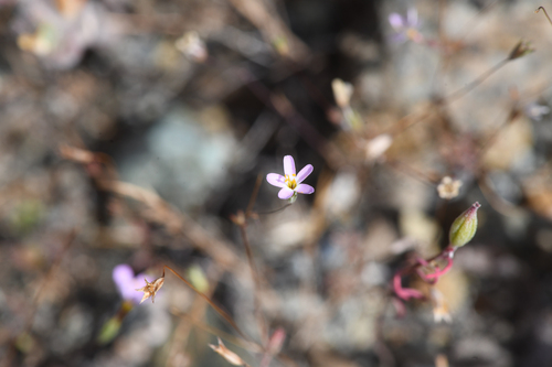 Bolander's linanthus (Leptosiphon bolanderi)