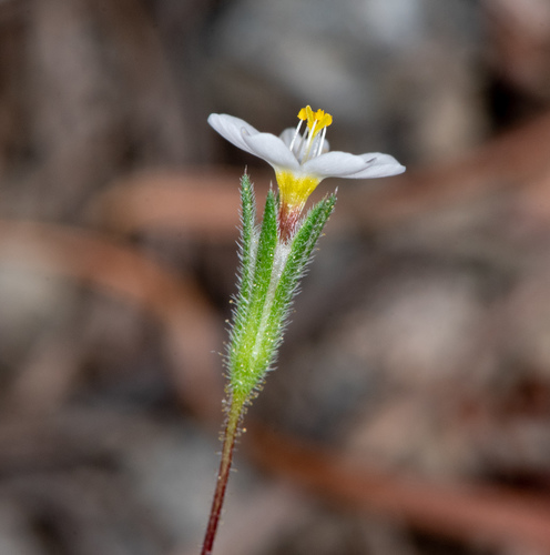 Bolander's linanthus (Leptosiphon bolanderi)