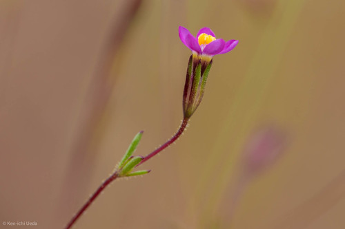 Bolander's linanthus (Leptosiphon bolanderi)