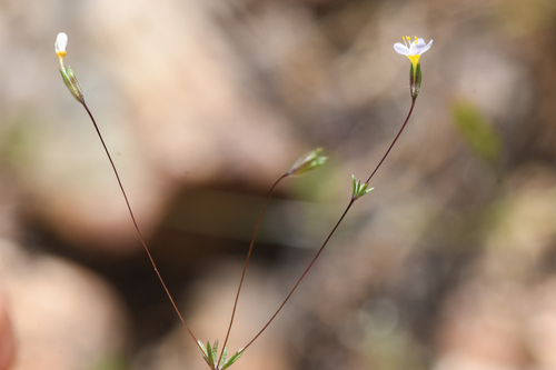 Bolander's linanthus (Leptosiphon bolanderi)