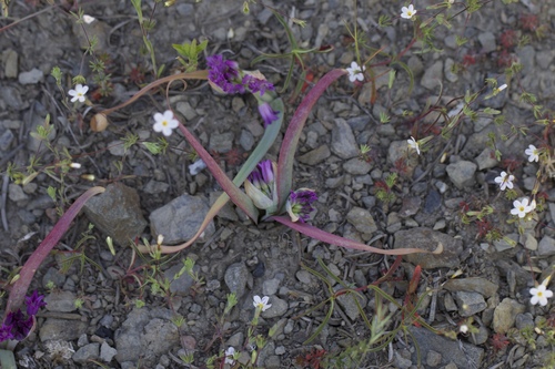 Bolander's linanthus (Leptosiphon bolanderi)