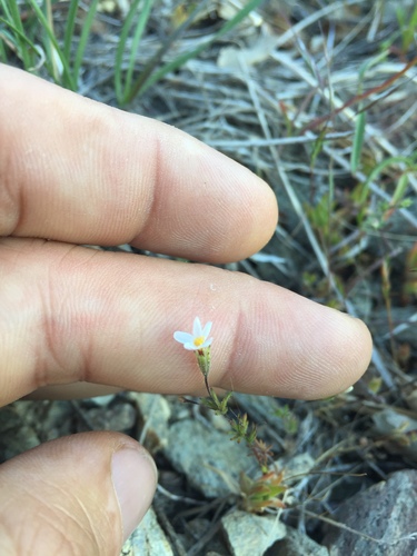 Bolander's linanthus (Leptosiphon bolanderi)