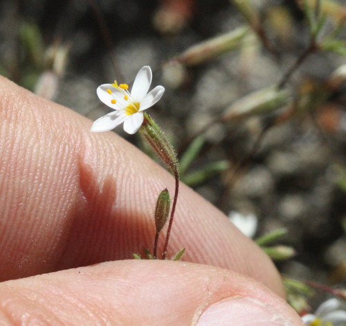 Bolander's linanthus (Leptosiphon bolanderi)