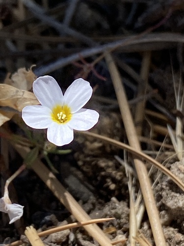 Mojave linanthus (Leptosiphon breviculus)