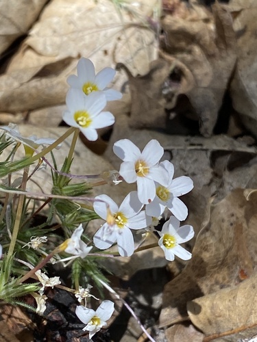 Mojave linanthus (Leptosiphon breviculus)