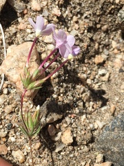 Mojave linanthus (Leptosiphon breviculus)