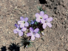 Mojave linanthus (Leptosiphon breviculus)