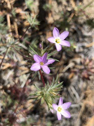 Mojave linanthus (Leptosiphon breviculus)