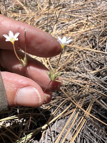 Mojave linanthus (Leptosiphon breviculus)