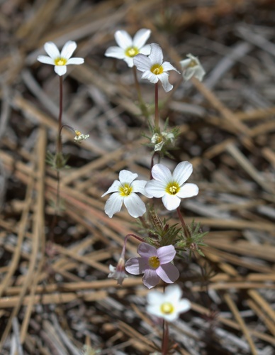 Mojave linanthus (Leptosiphon breviculus)