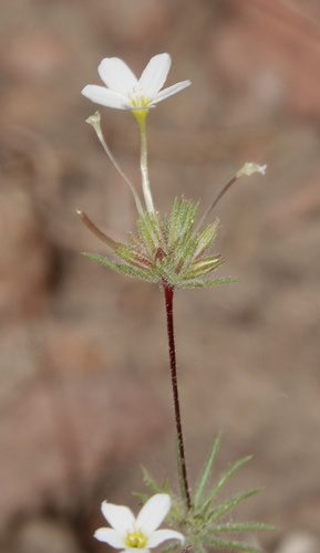 Mojave linanthus (Leptosiphon breviculus)