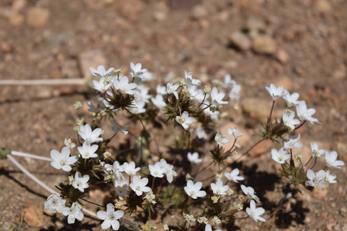 Mojave linanthus (Leptosiphon breviculus)