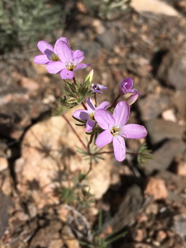 Mojave linanthus (Leptosiphon breviculus)