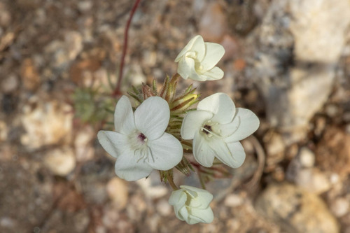 Mojave linanthus (Leptosiphon breviculus)