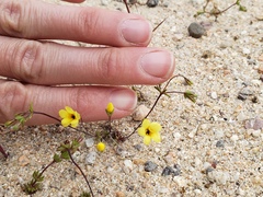 Leptosiphon chrysanthus (Leptosiphon chrysanthus)