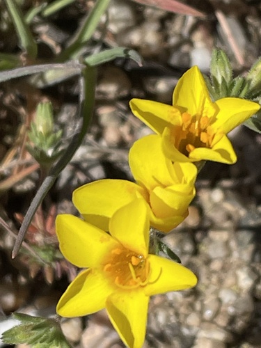 Leptosiphon chrysanthus (Leptosiphon chrysanthus)