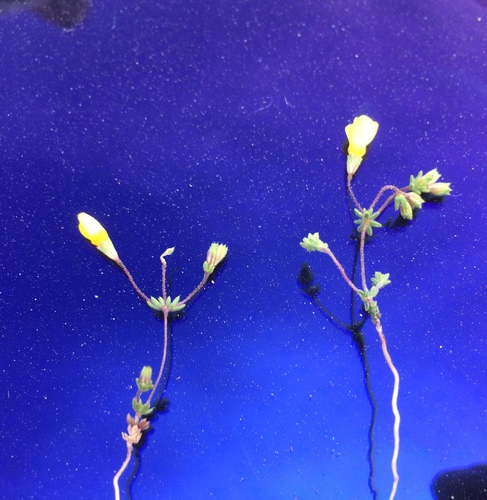 Leptosiphon chrysanthus (Leptosiphon chrysanthus)