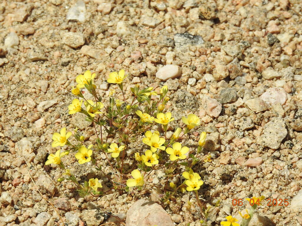 Leptosiphon chrysanthus (Leptosiphon chrysanthus)