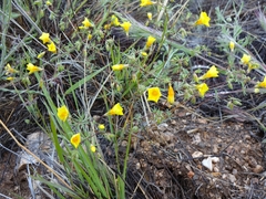Leptosiphon chrysanthus (Leptosiphon chrysanthus)