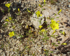 Leptosiphon chrysanthus (Leptosiphon chrysanthus)
