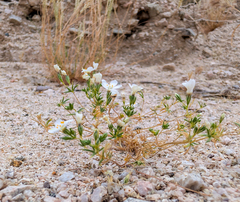 Leptosiphon chrysanthus (Leptosiphon chrysanthus)