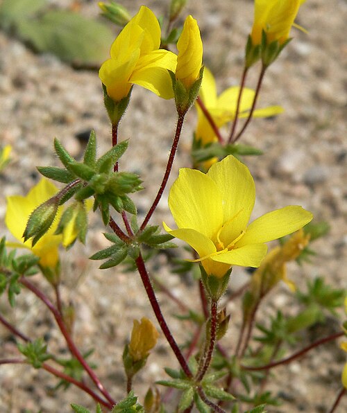 Leptosiphon chrysanthus: Linanthus aureus subsp. aureus off the Old Mojave Road southeast of Little Cowhole Mountain, Mojave National Preserve, California