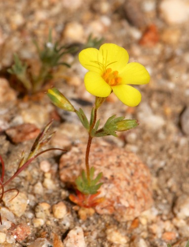 Leptosiphon chrysanthus (Leptosiphon chrysanthus)
