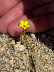 Leptosiphon chrysanthus (Leptosiphon chrysanthus)