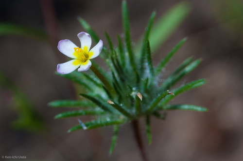 Whiskerbrush (Leptosiphon ciliatus)