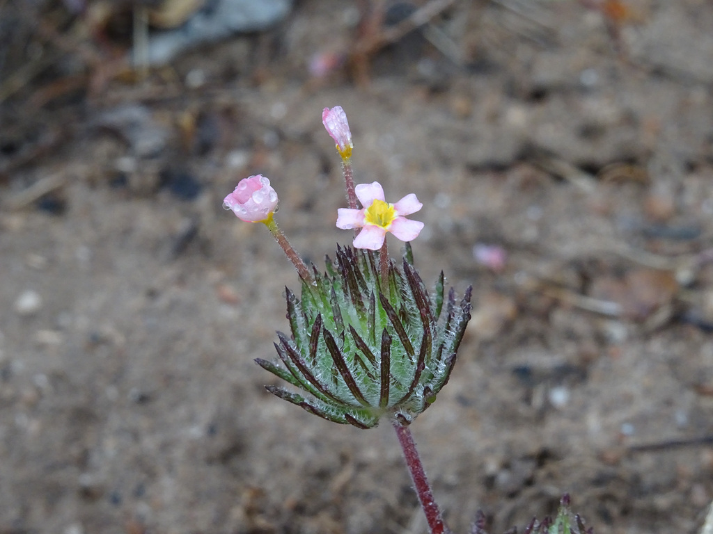 Whiskerbrush (Leptosiphon ciliatus)
