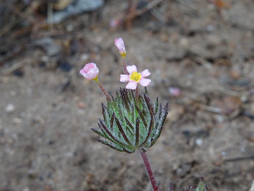 Whiskerbrush (Leptosiphon ciliatus)