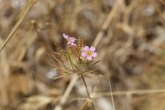 Whiskerbrush (Leptosiphon ciliatus)