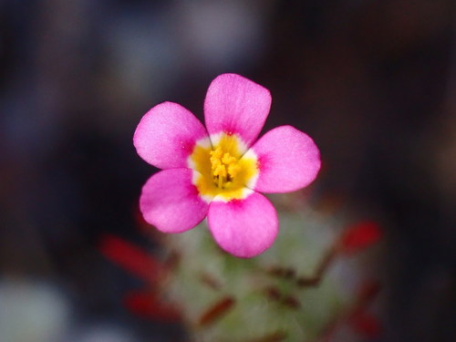 Whiskerbrush (Leptosiphon ciliatus)