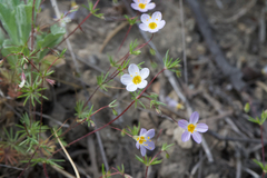 Thread linanthus (Leptosiphon filipes)