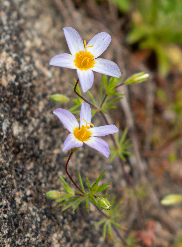 Thread linanthus (Leptosiphon filipes)
