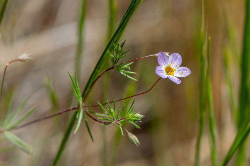 Thread linanthus (Leptosiphon filipes)