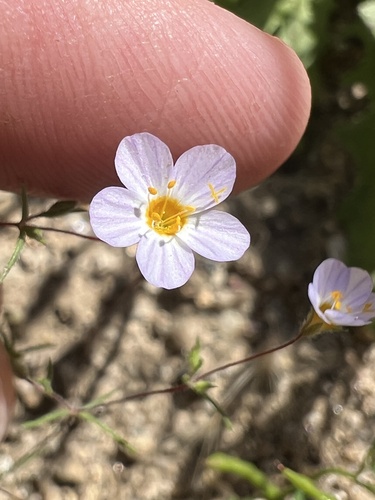 Thread linanthus (Leptosiphon filipes)