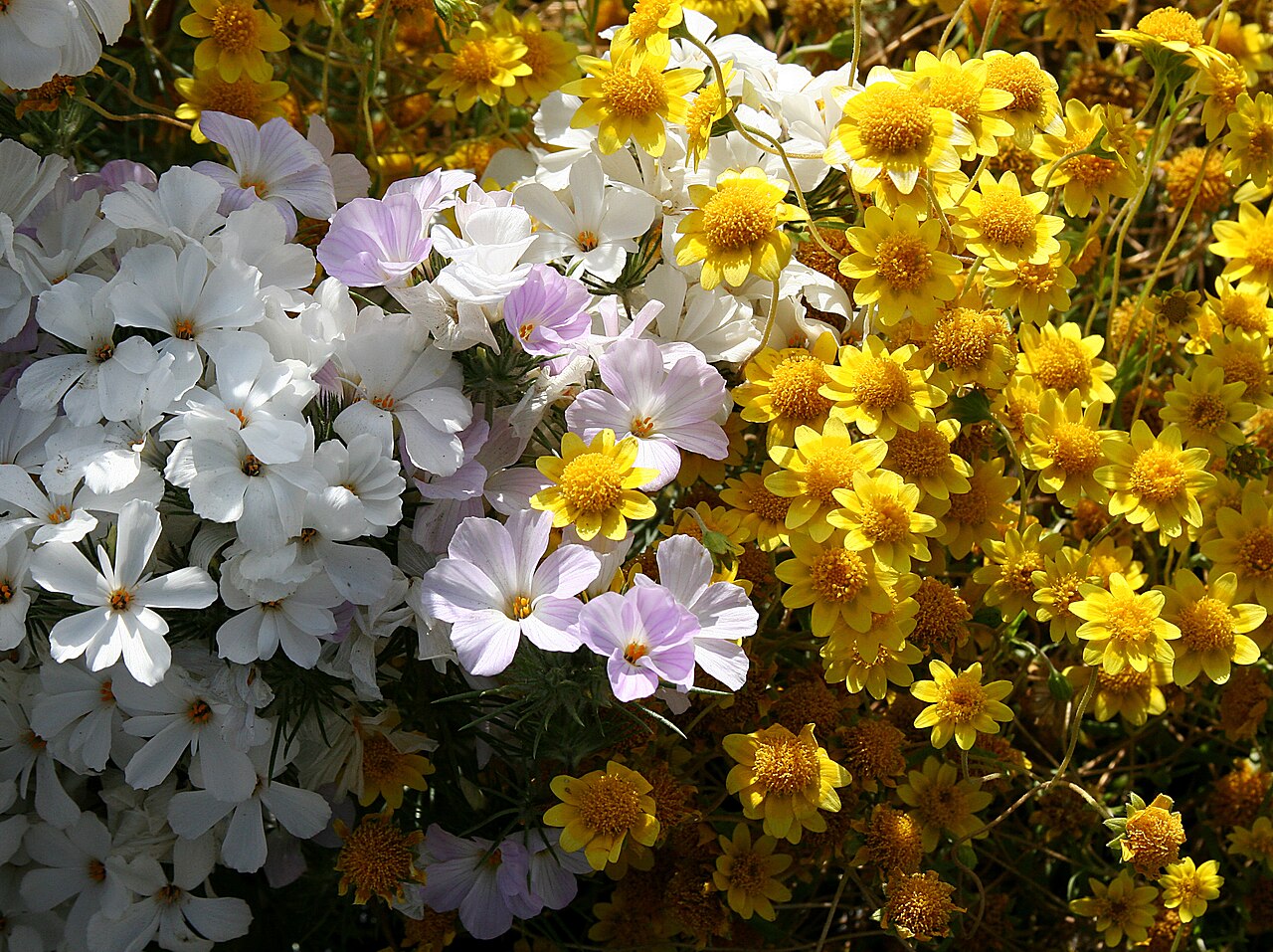 Largeflower linanthus: Linanthus grandiflorus syn. Leptosiphon grandiflorus (white) with Lasthenia californica — California Goldfields (yellow).