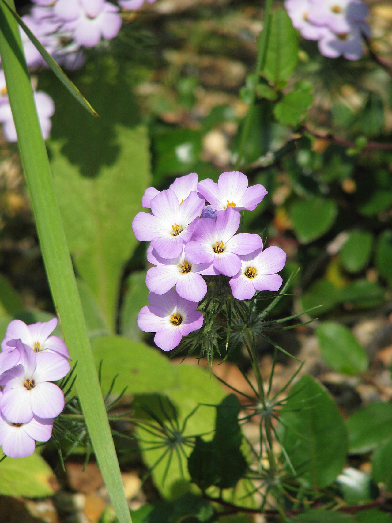 Largeflower linanthus: Leptosiphon grandiflorus