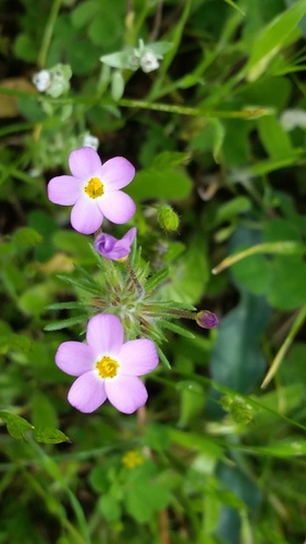 Jepson's linanthus (Leptosiphon jepsonii)