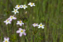 Jepson's linanthus (Leptosiphon jepsonii)