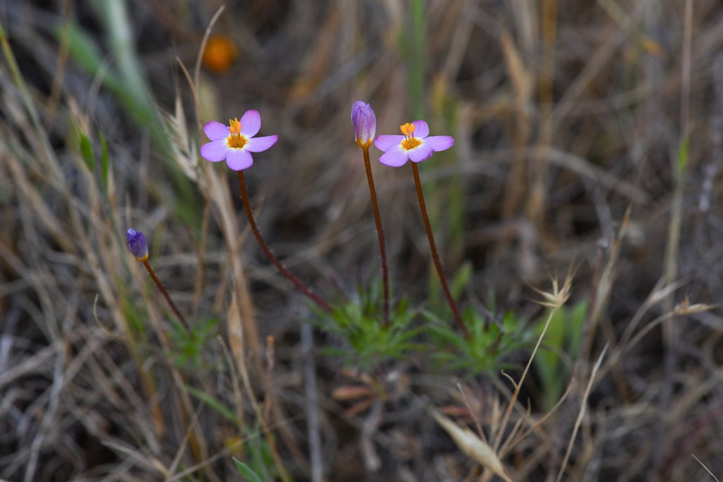 Jepson's linanthus (Leptosiphon jepsonii)