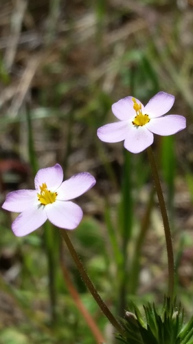 Jepson's linanthus (Leptosiphon jepsonii)