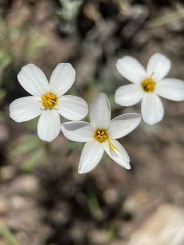 Coast Range linanthus (Leptosiphon latisectus)