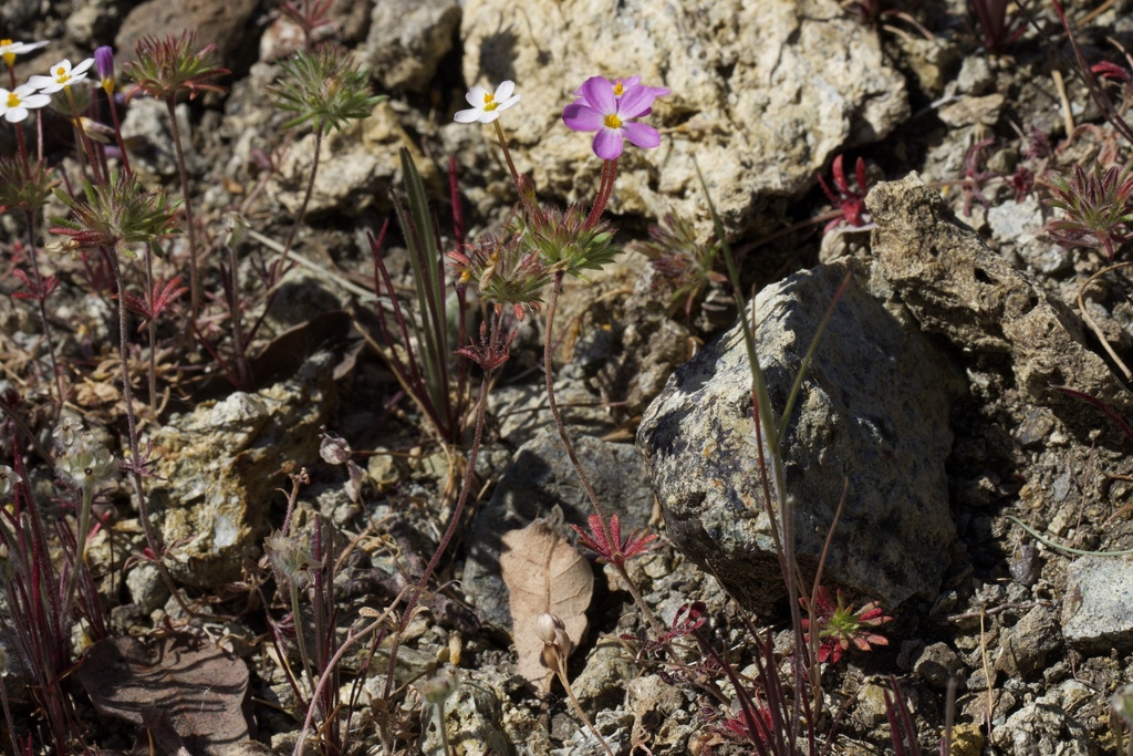 Coast Range linanthus (Leptosiphon latisectus)