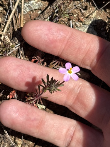 Coast Range linanthus (Leptosiphon latisectus)