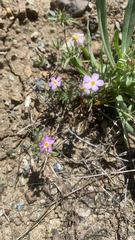 Coast Range linanthus (Leptosiphon latisectus)
